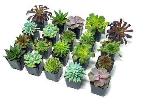 Real Live Potted Succulents 20 Pack Only 3991