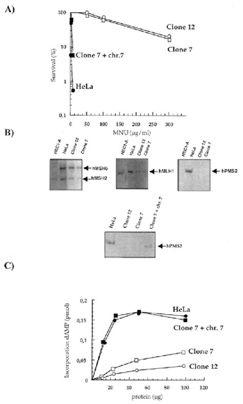 Figure 1 From Multiple Mutations And Frameshifts Are The Hallmark Of