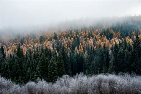 Foggy Morning In The Pine Forest Image Free Stock Photo Public