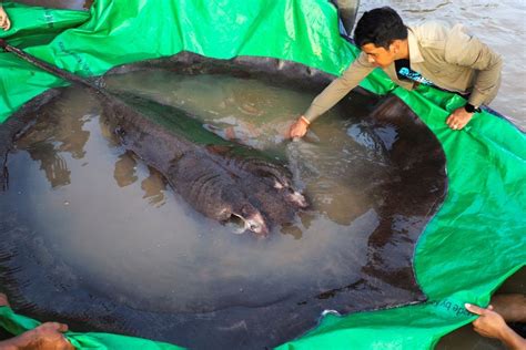 Fishermen Discovered And Caught A 27kg Manta Ray Making Everyone