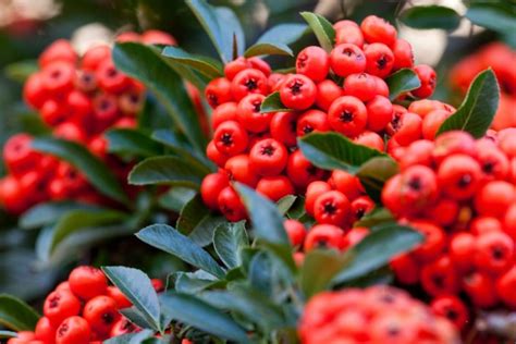 Pyracantha Care Pruning And Growing Tips Uk
