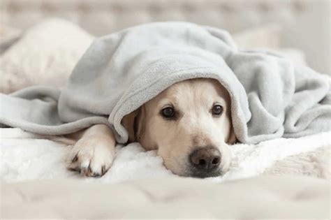 How Do I Know If My Dog Is Sad And Depressed Dogdorable