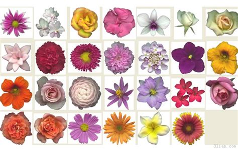 PNG Fiori Gratis Transparent Fiori Gratis.PNG Images ...