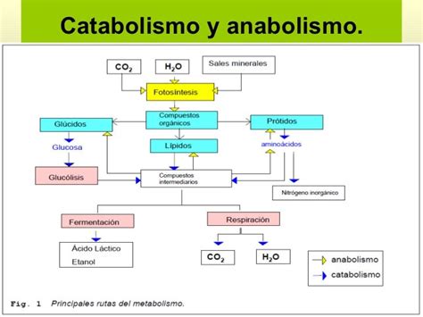 Mapa Conceitual De Anabolismo E Catabolismo Ferra Images