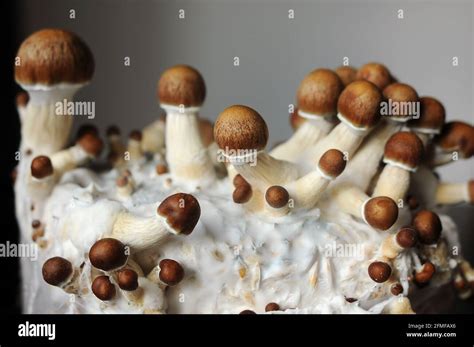 Mycelium Block Of Psychedelic Psilocybin Mushrooms Golden Teacher