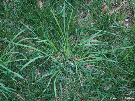 Purdue Turf Tips Weed Of The Month For May 2015 Is Orchardgrass