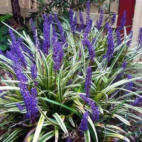 3 X Liriope Muscari Variegata Big Blue Lilyturf Evergreen Shrub Plant