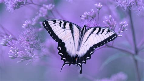 Desktop Wallpaper 4k Butterfly Purple Purple Butterfly Wallpapers