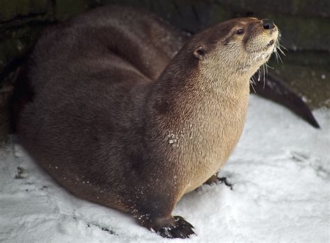 Otter Rocks Snow Winter Wildlife Free Nature Pictures By