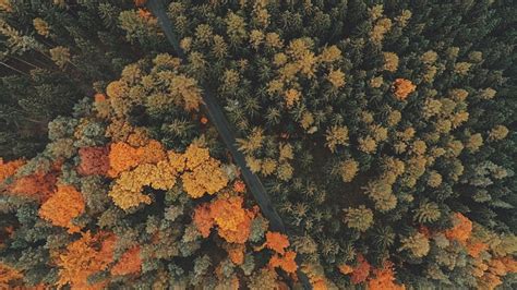 Hd Wallpaper Nature Trees Forest Road Fall Landscape Aerial View