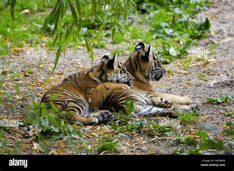Sumatra Tiger Zoo Hi Res Stock Photography And Images Alamy