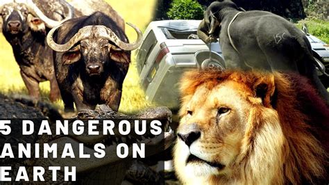 5 Dangerous Animals On Earth Toppie5 Youtube
