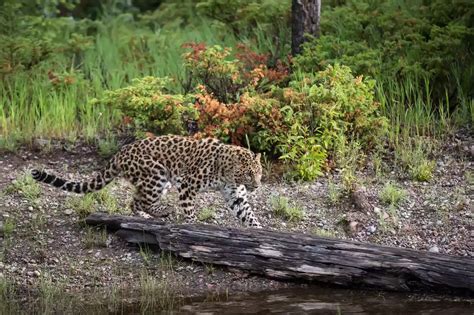 Why Amur Leopards Are Endangered And What We Can Do Nexus Newsfeed
