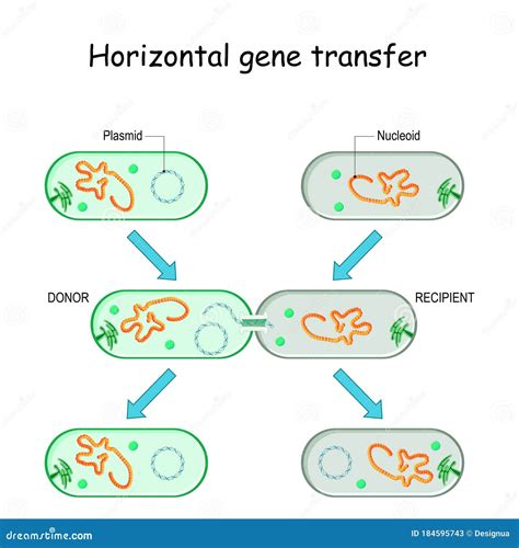 Horizontal Gene Transfer For Bacteria Cartoon Vector Cartoondealer