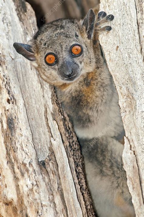 Red Tailed Sportive Lemur Stock Image C0137001 Science Photo Library