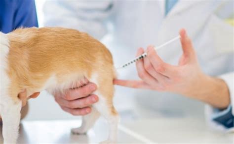 [Top Answer] how old for puppy to get rabies shot | SweetPuppies Amino