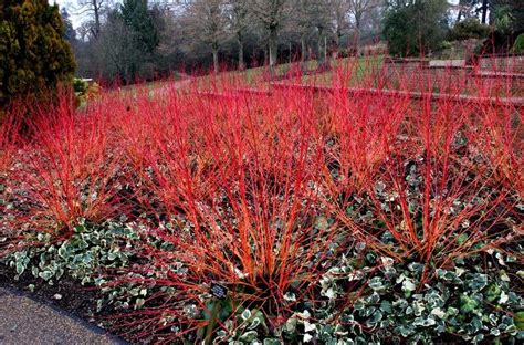 Cornus sanguinea midwinter fire, commonly known as midwinter fire dogwood, has many ornamental features but is perhaps most the shrub's attractive features are most prominent once the leaves have fallen in winter when the stem and bark are at their most vivid and vibrant. Cornus Sanguinea 20/250/1000 Seeds, Dogwood Midwinter Fire ...