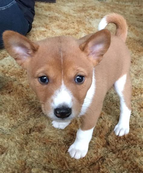 Funny Basenji Puppy Dog Is Sitting Containing Little Happy And