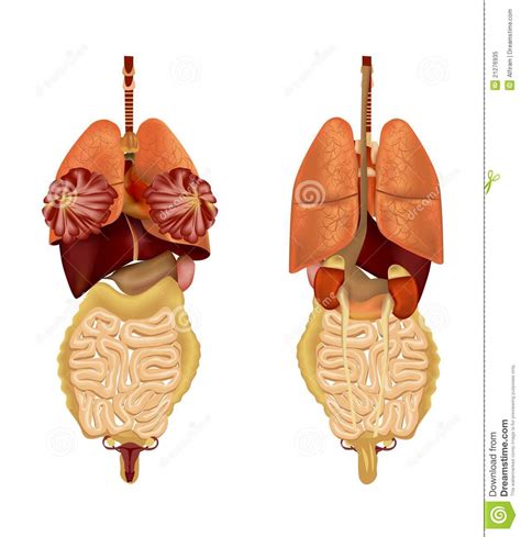 An indian woman gets ripped off when she sells her kidney. Human organs of a woman stock vector. Illustration of body ...