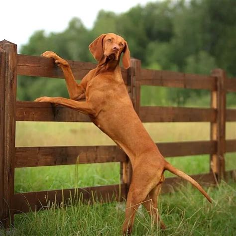 15 Cool Facts About Vizsla Dogs Page 2 Of 5 The Dogman