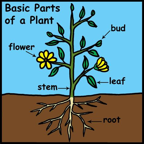Parts Of Plants Bluebirds Blog