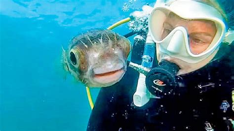 Offbeat News Diver Takes A Perfect Selfie With A Pufferfish In