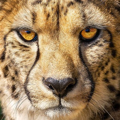 Hd Wallpaper Cheetah Photography Picture Animal Wildlife Animals In