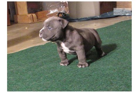 With their breeder, waiting for you! Micro Mini: American Bully puppy for sale near Columbus ...