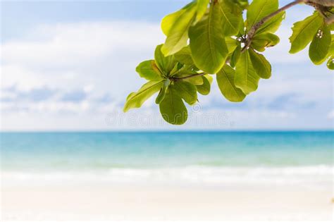 Tranquil Beach Summer Scene Exotic Tropical Beach