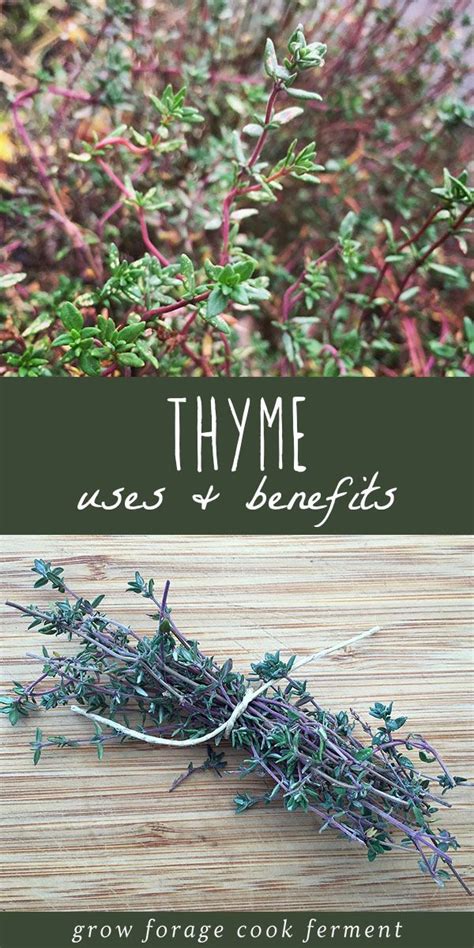 10 Reasons To Grow Thyme For Food Health And Garden Benefits Thyme