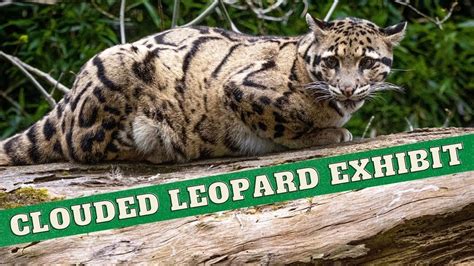 Tour Of The Clouded Leopard Exhibit At Cotswold Wildlife Park Youtube