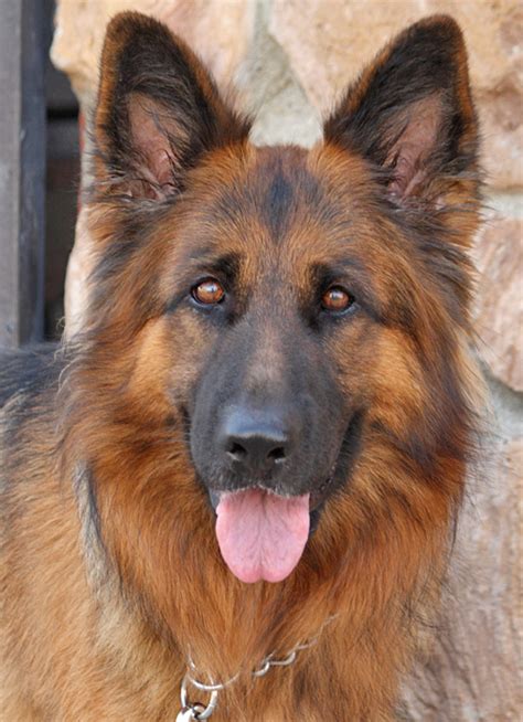 Long coat haired red and black german shepherd dog. Westside German Shepherd Rescue of Los Angeles