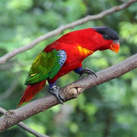 Parrot Encyclopedia Purple Naped Lory World Parrot Trust