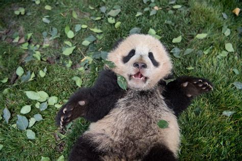 A Behind The Scenes Look At Photographing Pandas Panda Baby Panda
