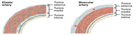 Difference Between Difference Between Elastic Artery And Medium Sized