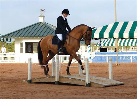 What Is Working Equitation Equitation Dressage Training Dressage