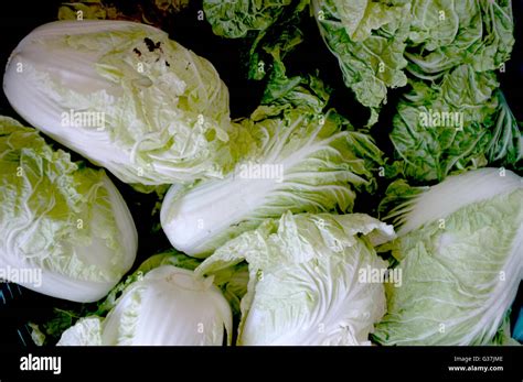 Fresh Romaine Lettuce Stock Photo Alamy