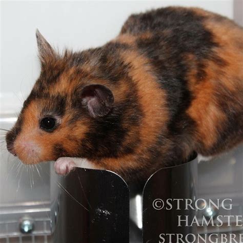 Unusual Tortoiseshell Patterned Syrian Hamster Cuteness And Fuzzies 3