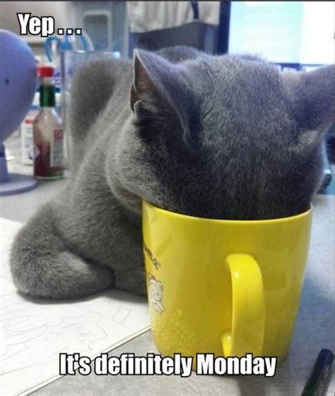 Monday Silly Memes Cat Memes Monday Again Its Monday Monday Quotes