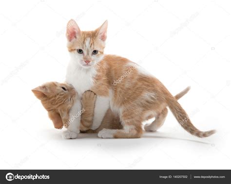 Two Cute Kittens Playing — Stock Photo © Eeitony 140207502