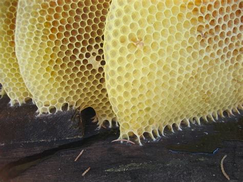 Honey Beehive Sting Wax Bees Hive Honeycomb Laminated Poster Print