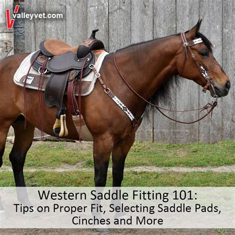 Western Saddle Fitting 101 Tips On Proper Fit Selecting Saddle Pads