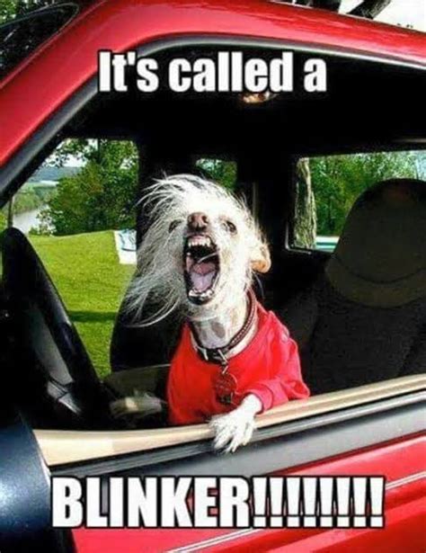 30 Best Angry Dog Memes