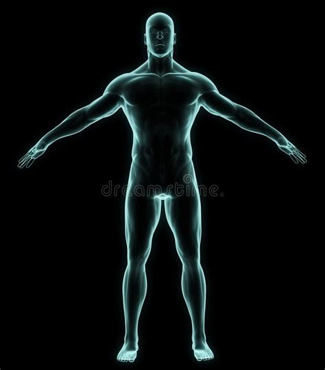 Human Body Stock Illustration Illustration Of Isolated 35225279