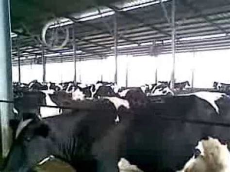 ฟาร์มวัวนม - YouTube