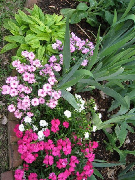 My Top 10 Perennials For The Shade Garden Town And Country Mo Patch