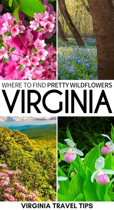 7 Places To See Spring Wildflowers In Virginia And Nearby