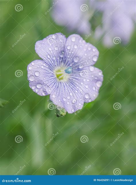 Linum Lewisii Flower Blue Flax Flowers Stock Image Image Of Color