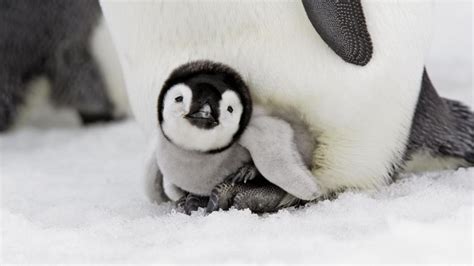 Penguin Baby Snow Hd Wallpaper Animals Wallpaper Better