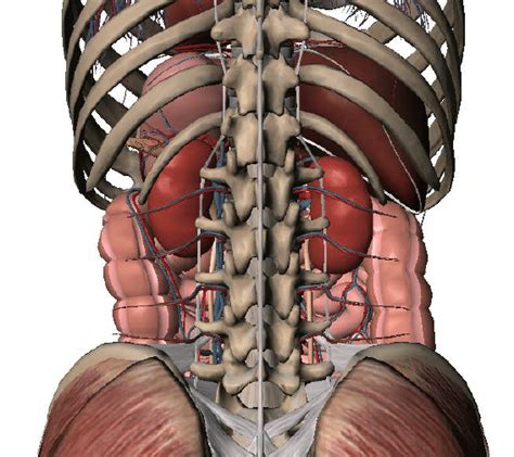 Rib Cage Anatomy Back View 8 Muscles Of The Spine And Rib Cage